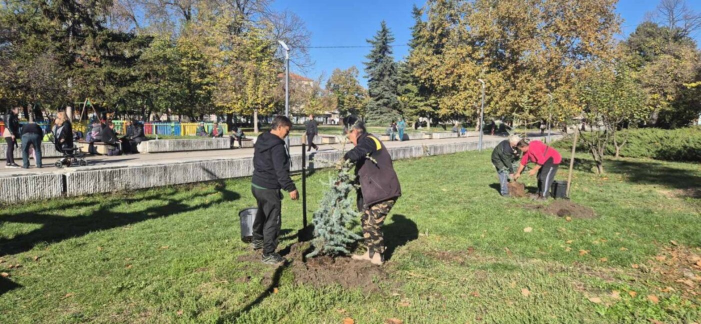 Нови дръвчета в Търговище