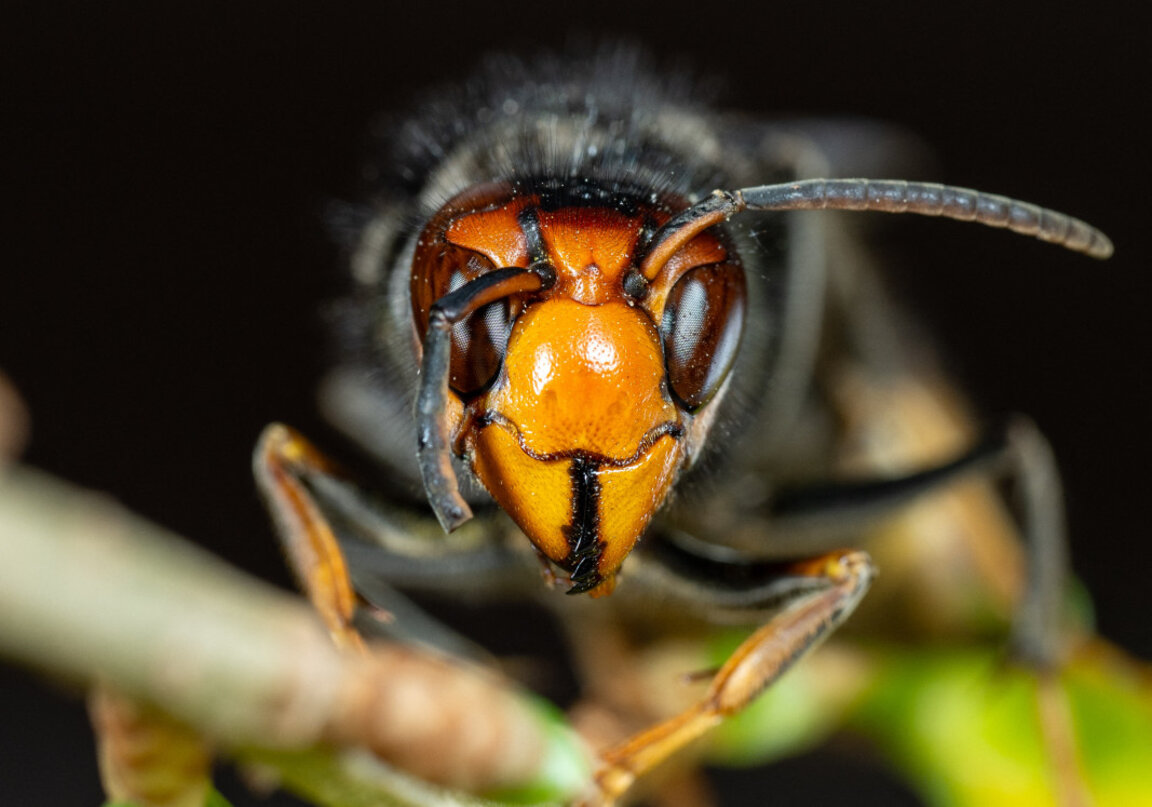 Ужилването от стършел може да бъде смъртоносно