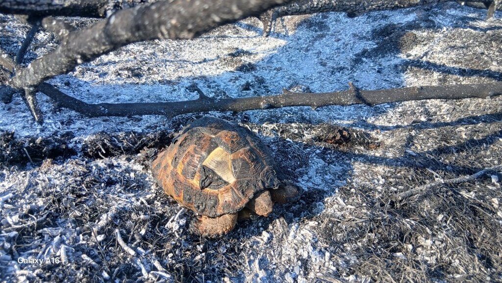 В Спасителния център в Стара Загора се грижат за пострадалите от пожарите горски обитатели