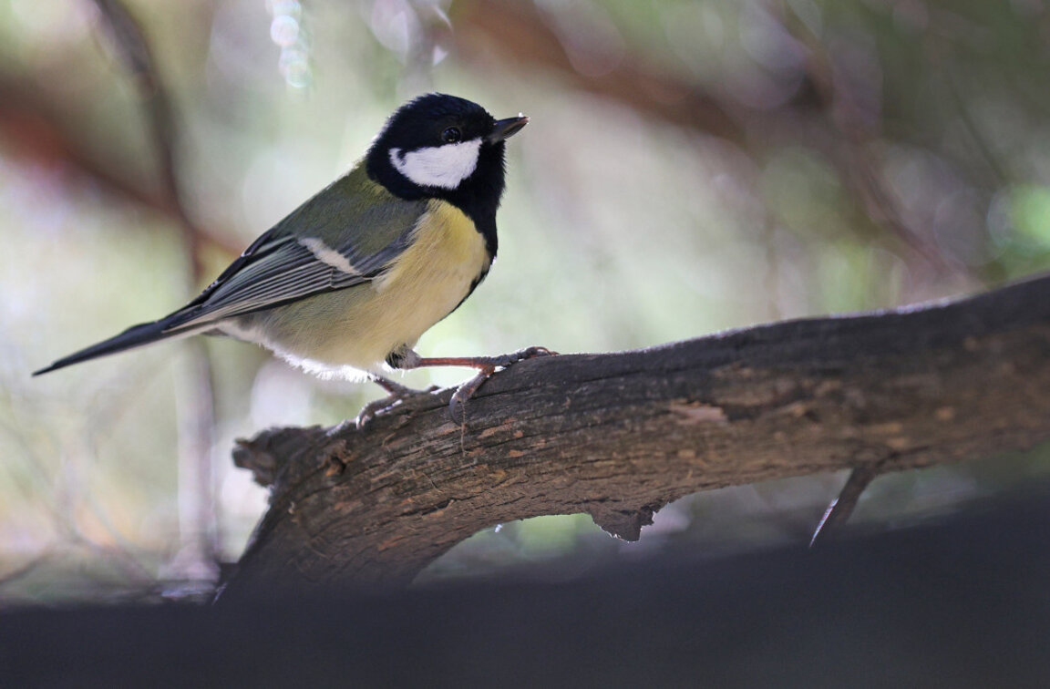 Времето в понеделник