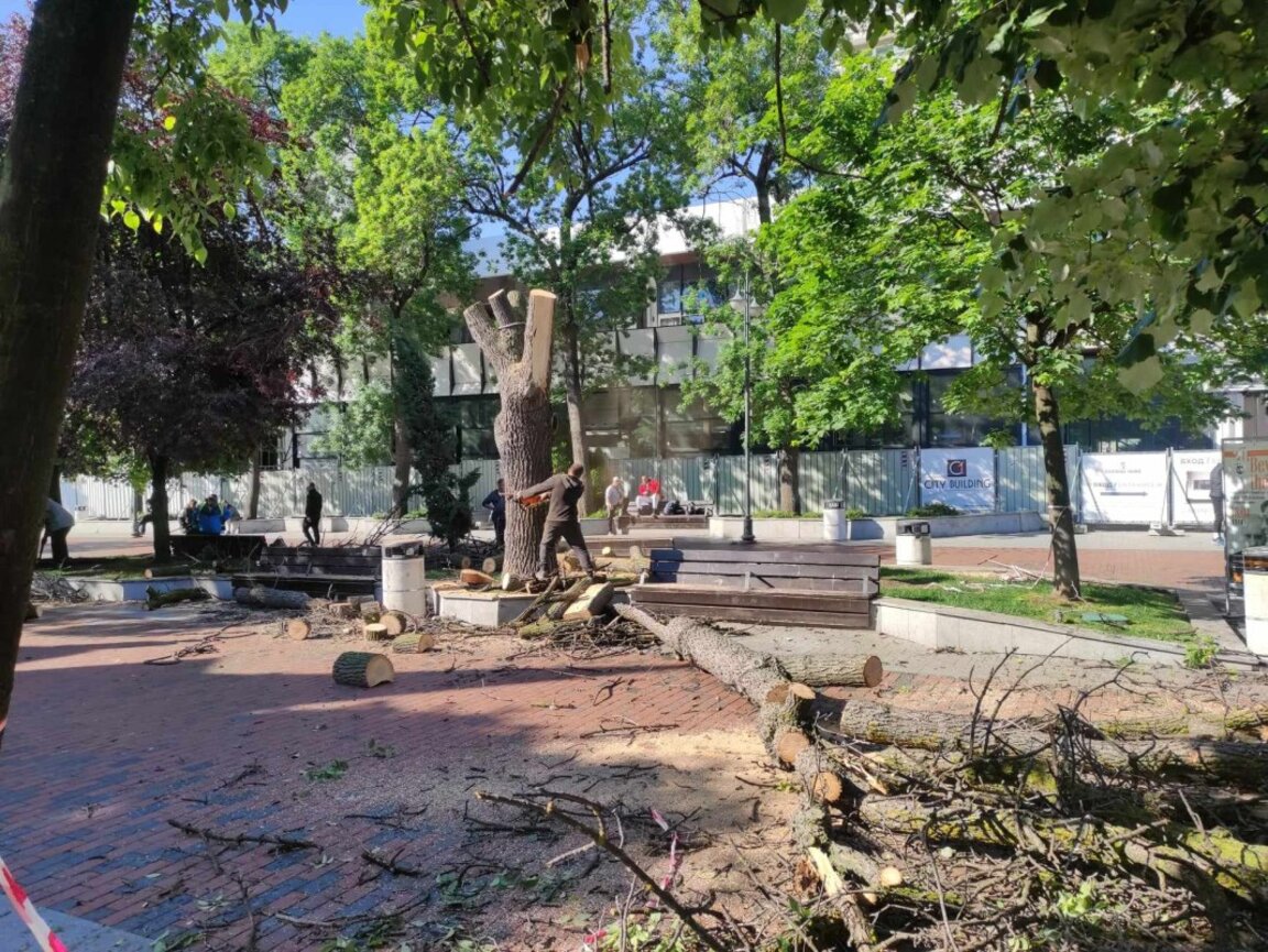 Отсякоха дърво в центъра на Варна, каква е причината?