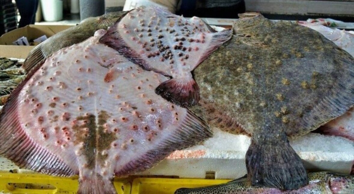 La cuota de captura de rodaballo en Bulgaria aumenta un 10%