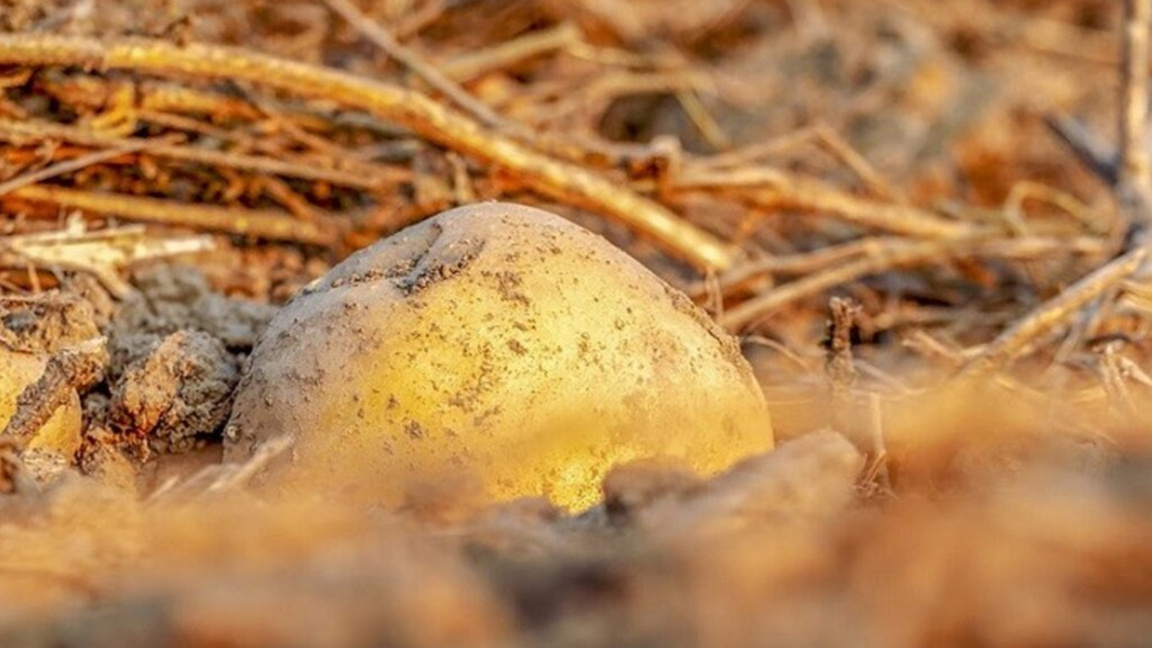 Sebze üretimi azalıyor, hasat edilmemiş ürünler tarlada sürülerek yok ediliyor