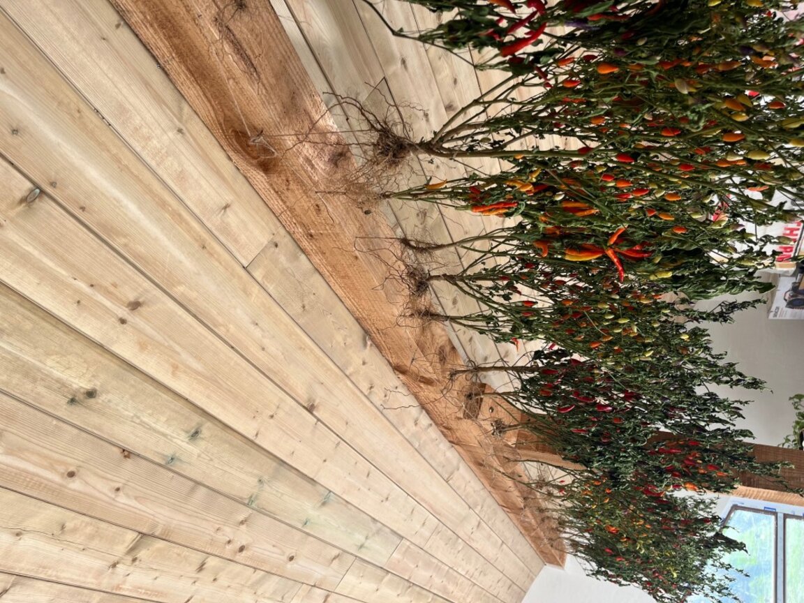 Люто предизвикателство в село Бързия