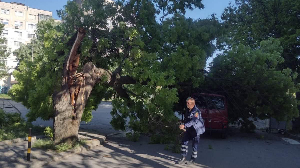 Дърво падна върху микробус в Шумен