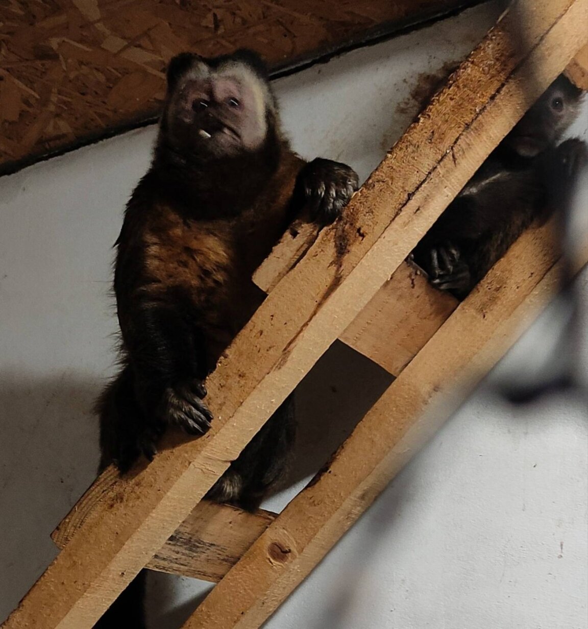 Кои ще бъдат новодомците в старозагорския зоопарк догодина?