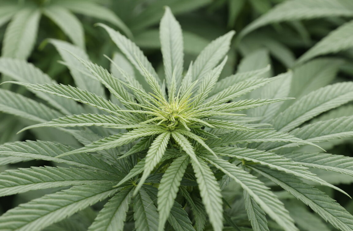Incautadas enormes cantidades de marihuana en un vehículo de carga