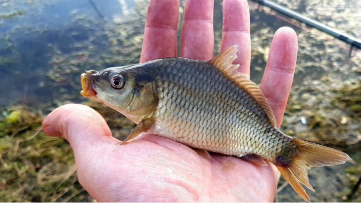 Los peces del mar Negro también sufren del calor extremo