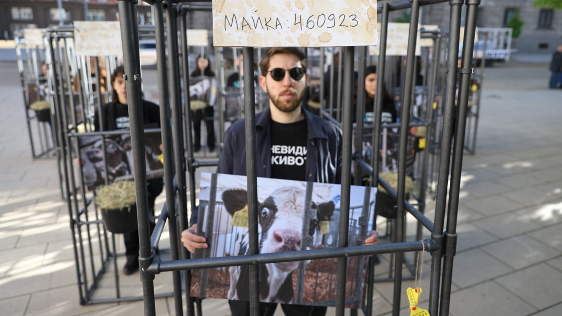 Mbrojtësit e natyrës kërkojnë trajtim human për viçat e porsalindur