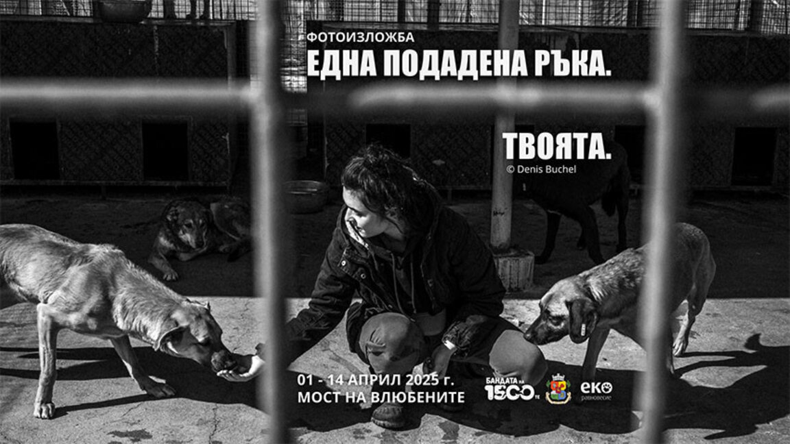 Кучешкият живот в два общински приюта, разказан в 60 снимки с текстове