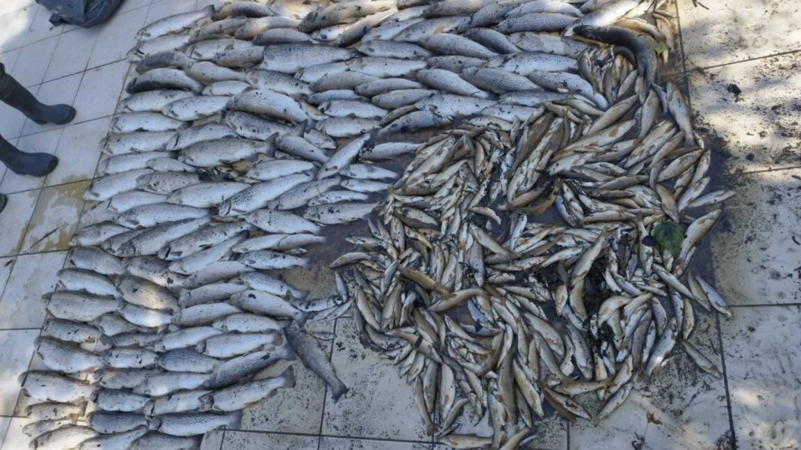 Много умряла риба в река Черна, но засега никой не е виновен