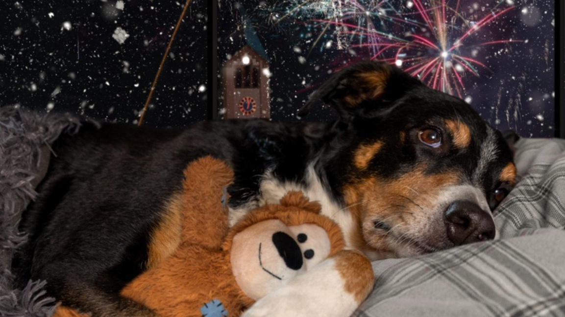 Петиция призовава за ограничаване на продажбата на пиротехника