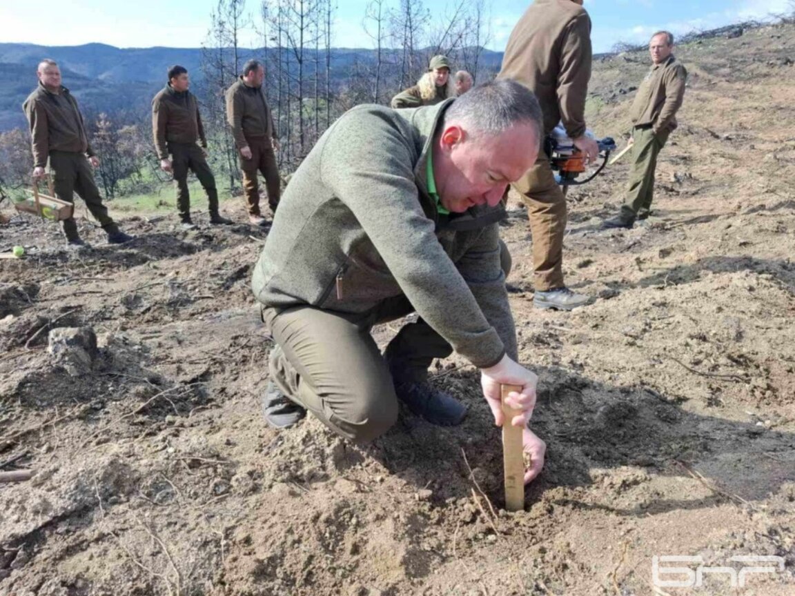 Започна залесяването на опожарената гора край Струмяни
