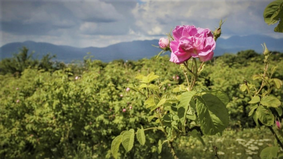 Урожайность масличных роз в Болгарии в 2025 году сократилась вдвое 