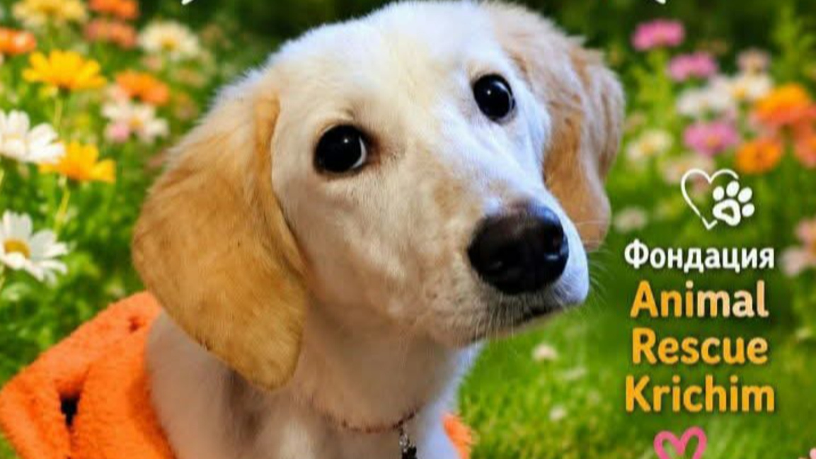 Рая - Animal Rescue Krichim