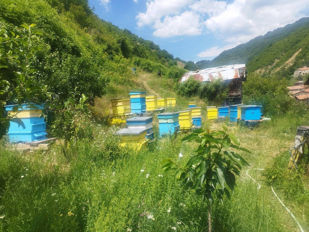 Георги Влахов: Има огромна разлика в меда от полето и този от Балкана