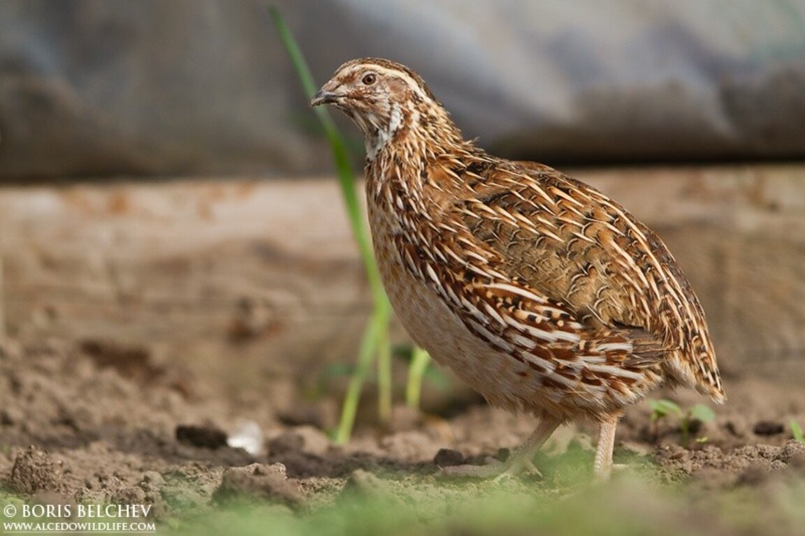 Старт на ловния сезон за пернат дивеч