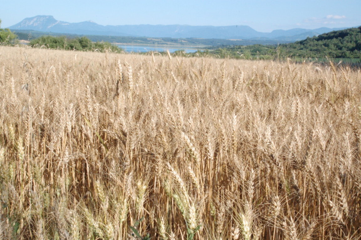 80 % от житото в Монтанско е ожънато