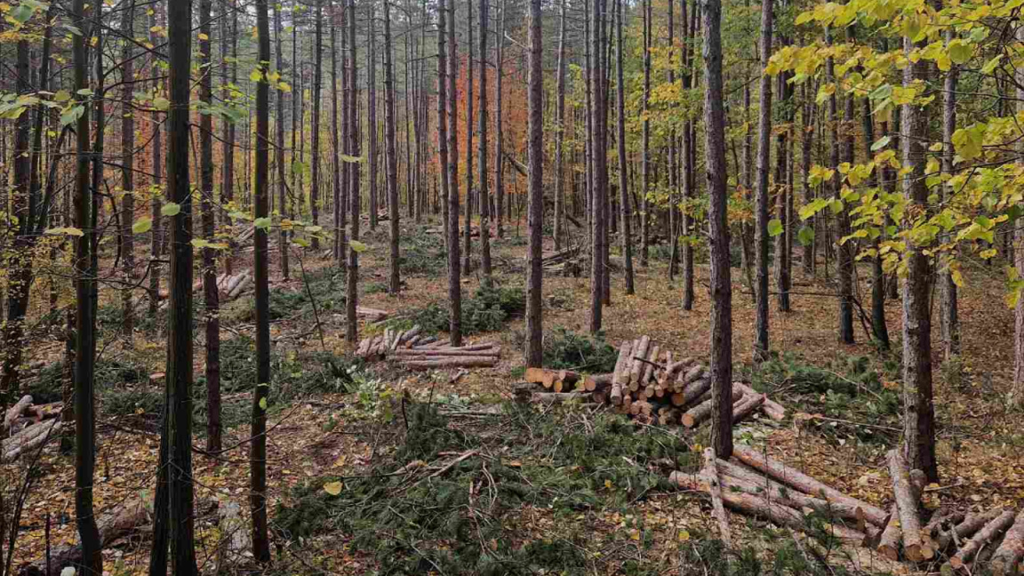 Очекује се рекордно низак обим сече дрвн...