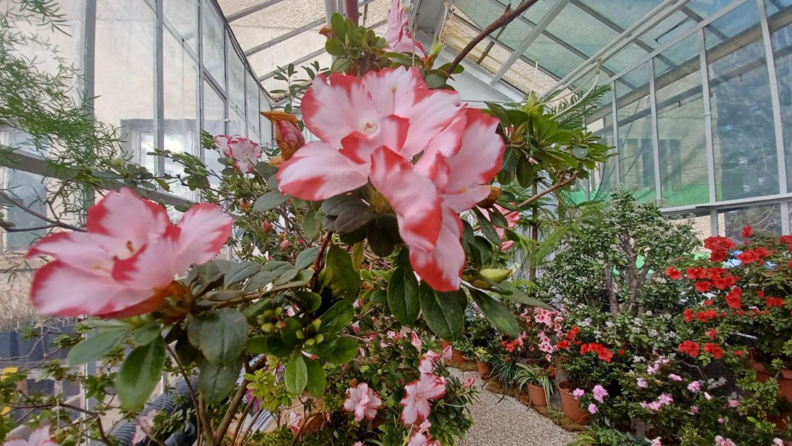 Der Botanische Garten der BAN – grüne Winteroase mit tropischer Pflanzenvielfalt