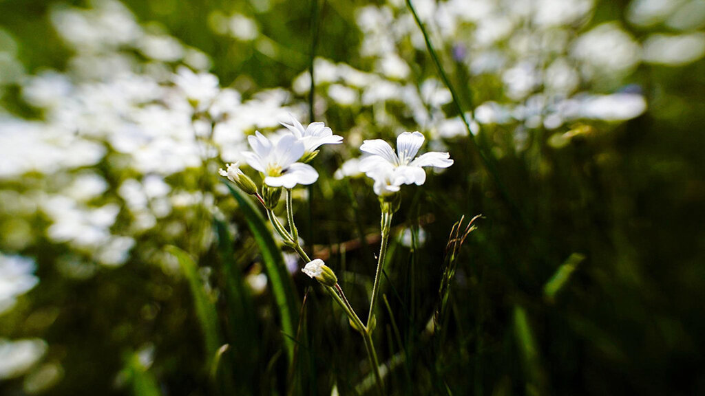 Обред за плодородие и щастие оживява в Родопите