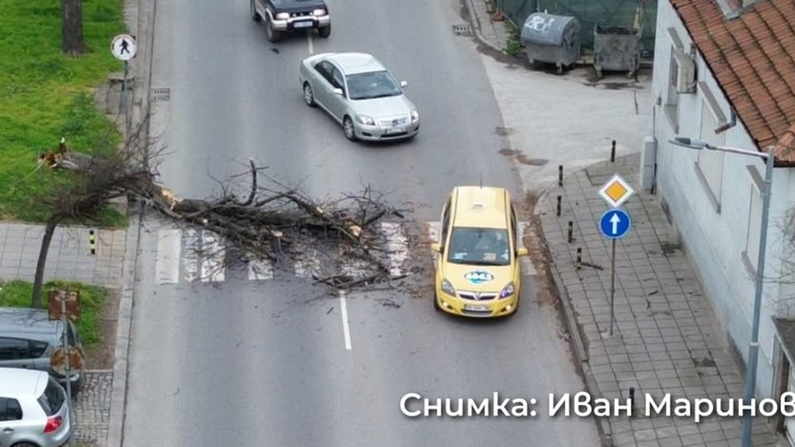 Дърво падна върху пешеходна пътека на бул. "Марица- Юг"