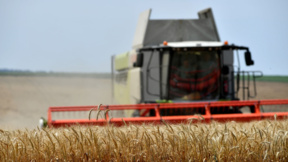 Productores búlgaros, preocupados pese a la cosecha récord de trigo