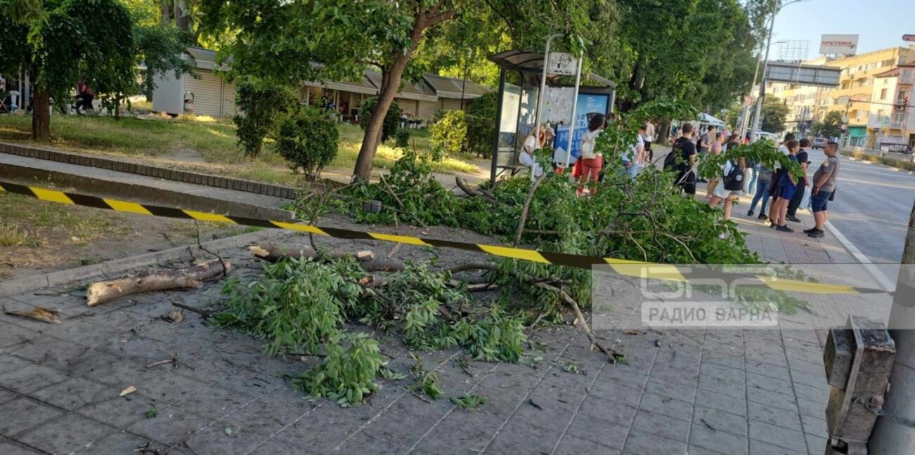 Клон се стовари на метри от спирка във Варна (СНИМКИ)