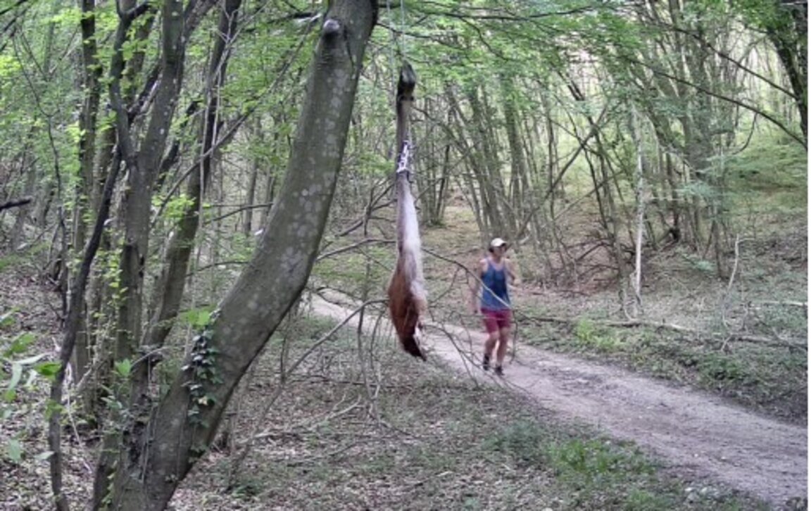 В опит да бъде заловен хищникът, беше поставена стръв.