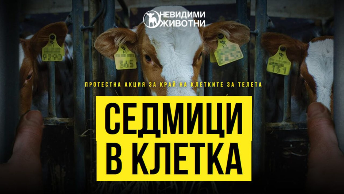 Люди, запертые в клетках, проводят протест перед парламентом 