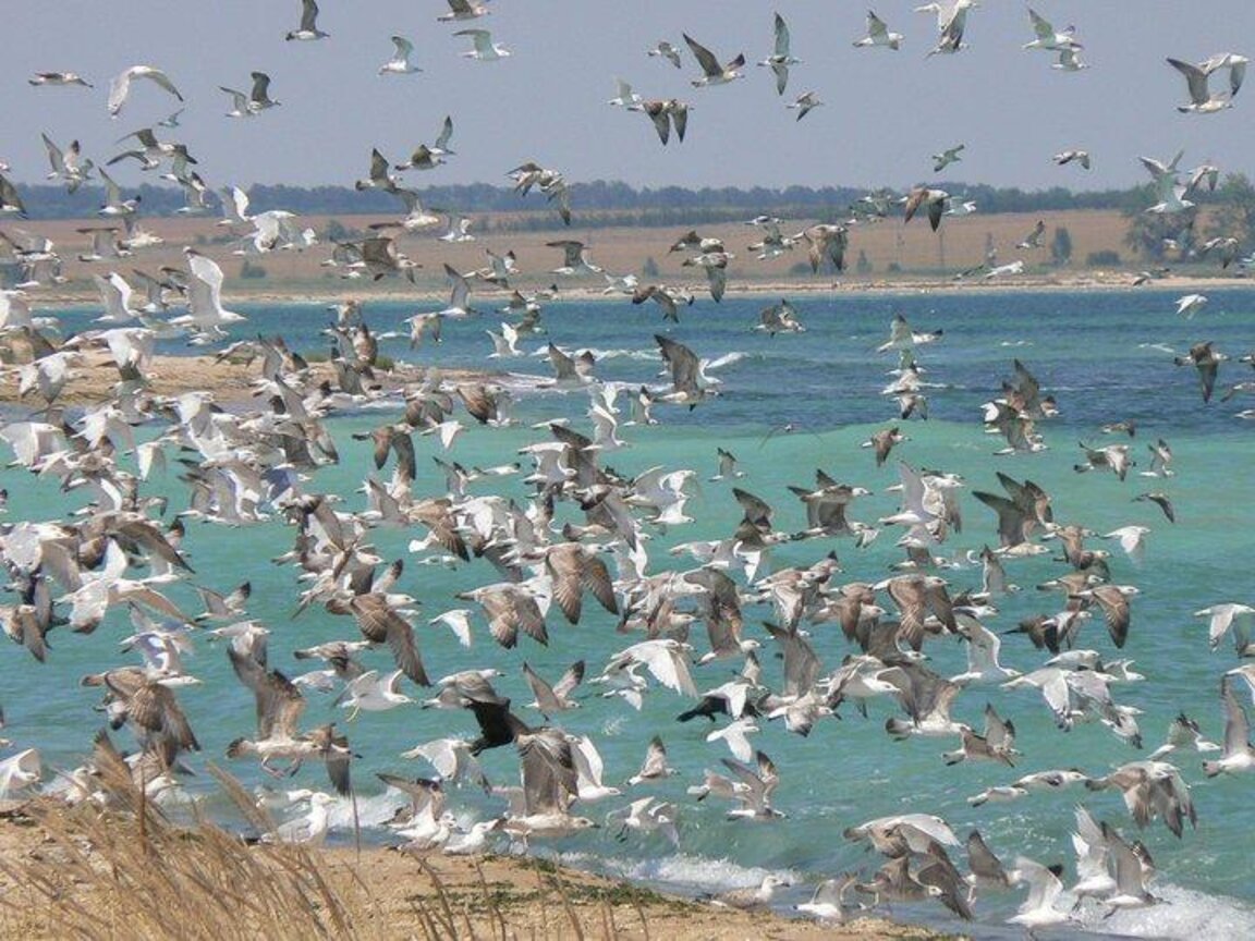 България е птичи рай за орнитолозите