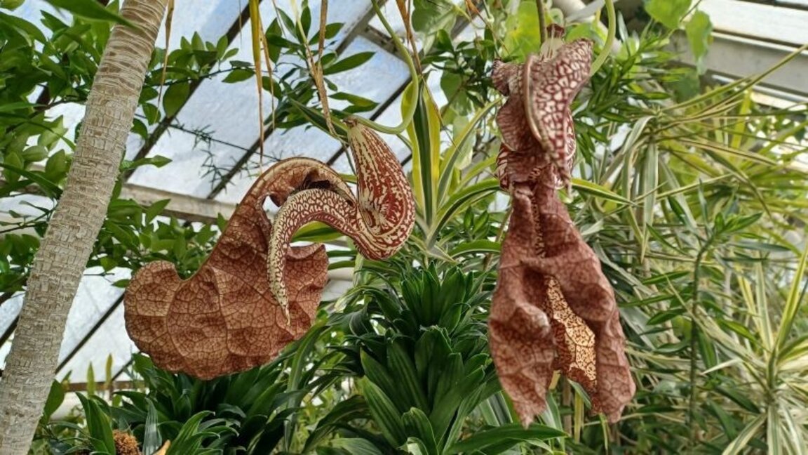Aristolochia labiata - естествено е разпространена в Бразилия, а семената и се използват от местните за лекуване в отвари при стомашни неразположения. Цветовете ѝ може да се видят в 6-та малка оранжерия при колекцията от Бегонии.
