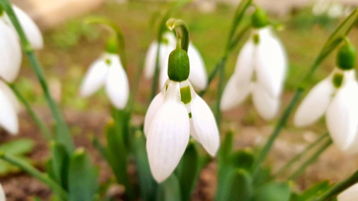 Dimineață geroasă și soare rece