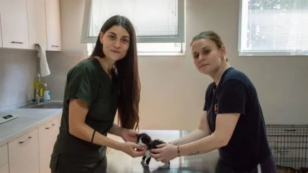 В Пловдиве бездомным животным дарят надежду на жизнь  