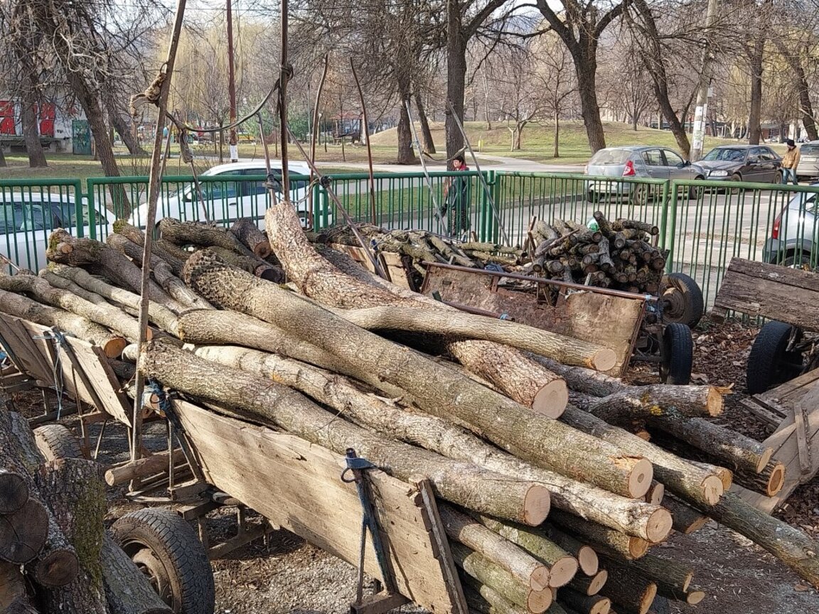 Полицията спря незаконна сеч във Вършец