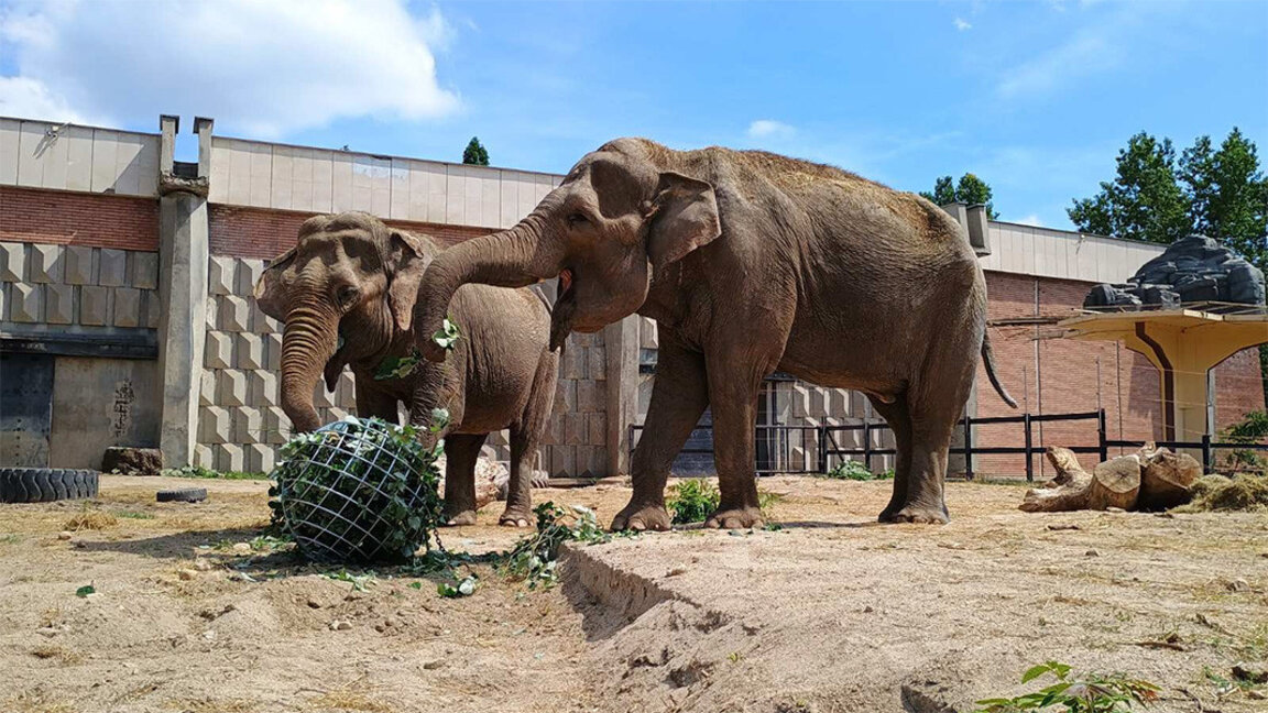 Eintritt frei für Jung und Alt im Sofioter Zoo