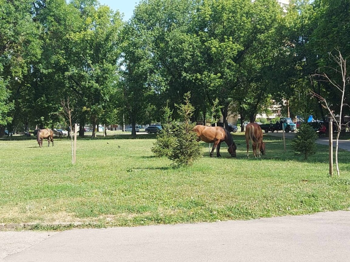 Отново свободно движещи се коне по улиците на Видин