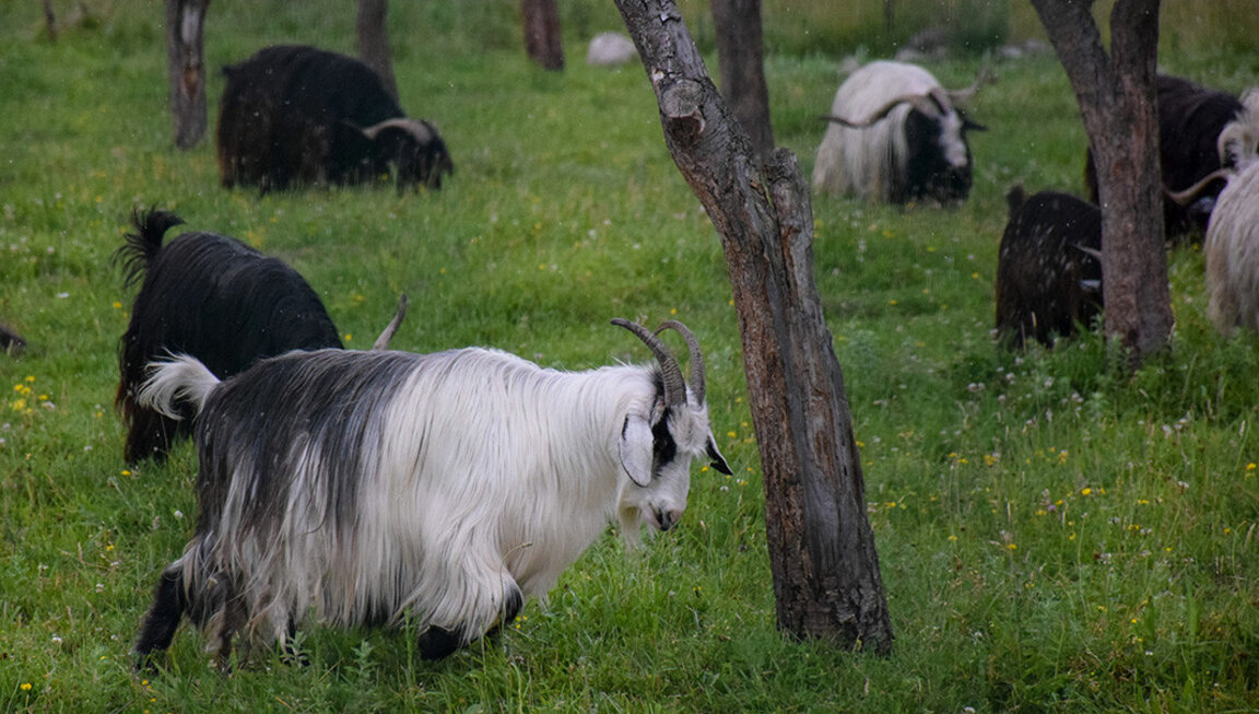 Las cabras ayudan en la prevención de los incendios forestales en Bulgaria