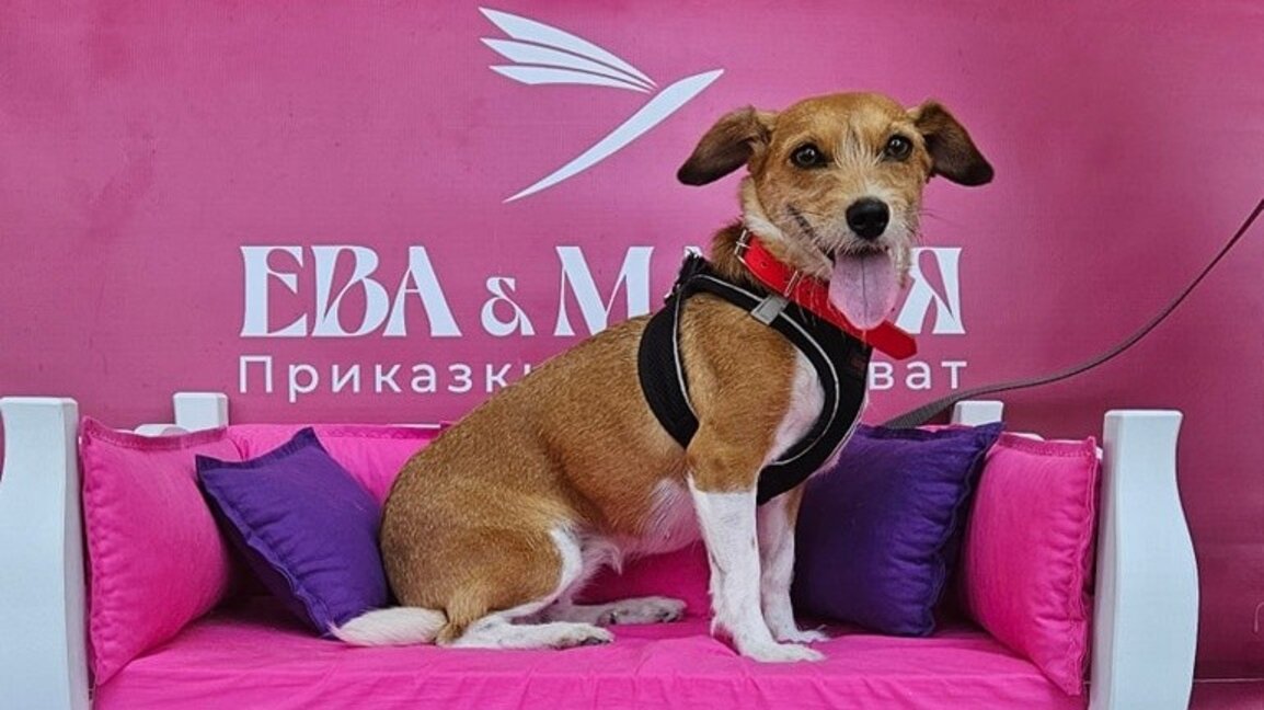 Кари Кометата помага на деца и себеподобни