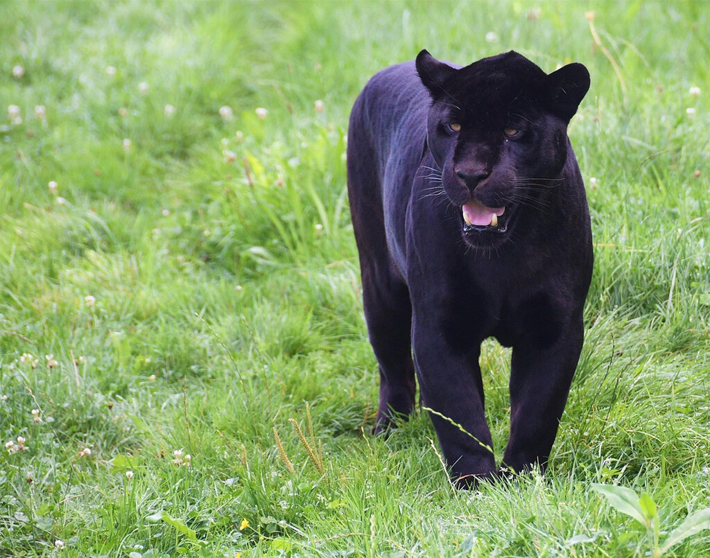 Siyah Leopar, bu kez Tuna Nehri boyunda görüldü