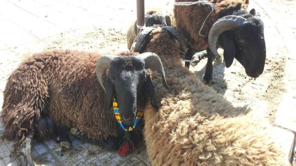 Kurban bayramınız mübarek olsun