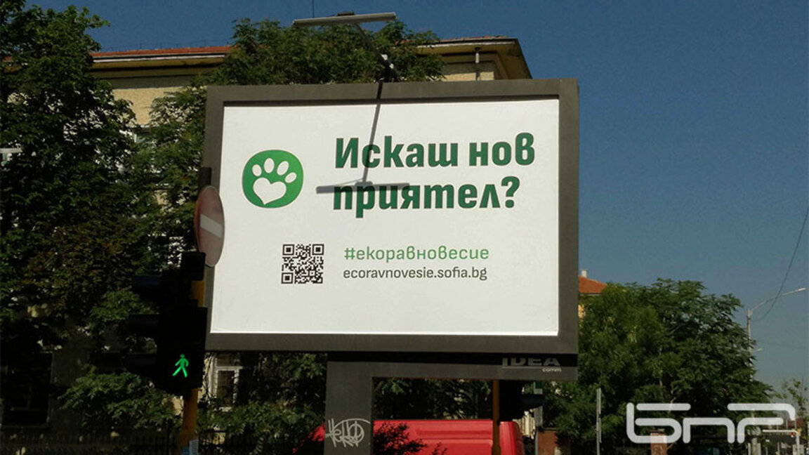525 кучета са осиновени през 2024 г. в София, смъртността е спаднала с 40%