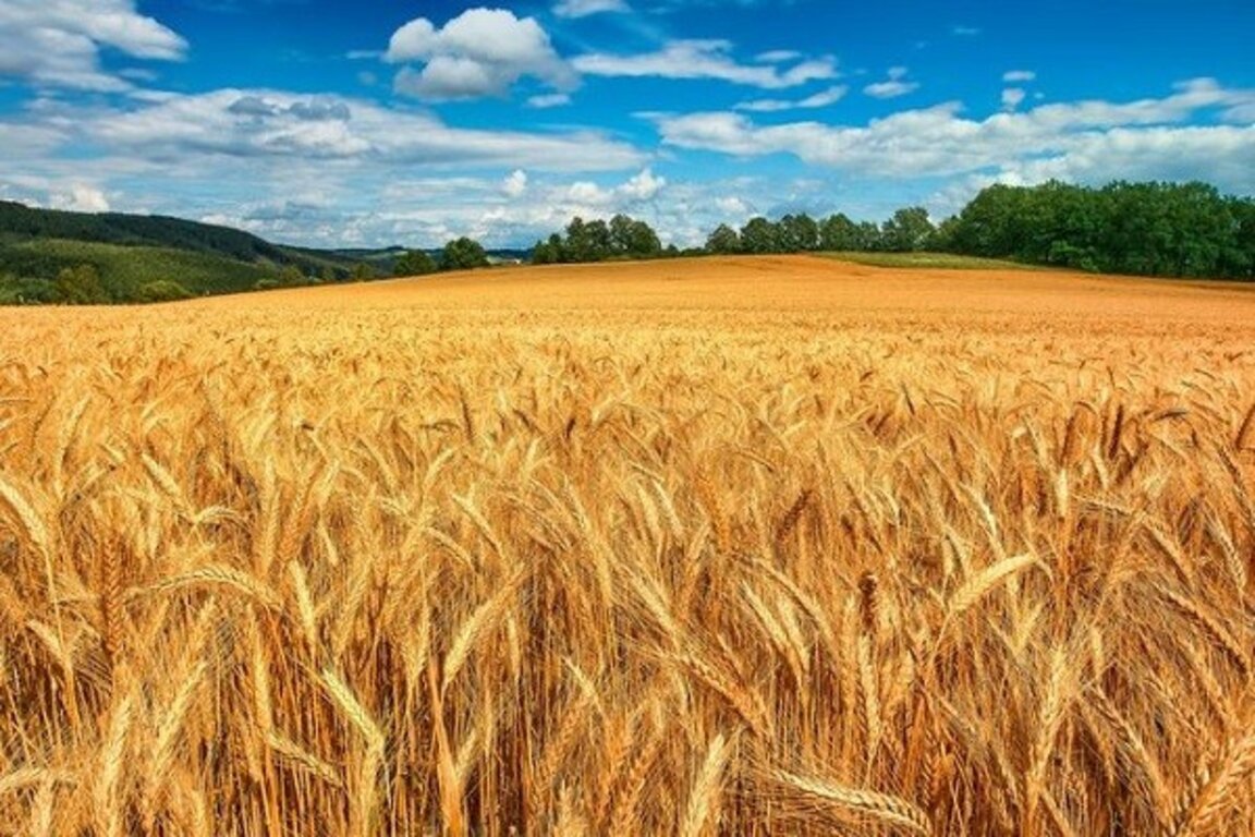 Кървавата бразда на Добруджа