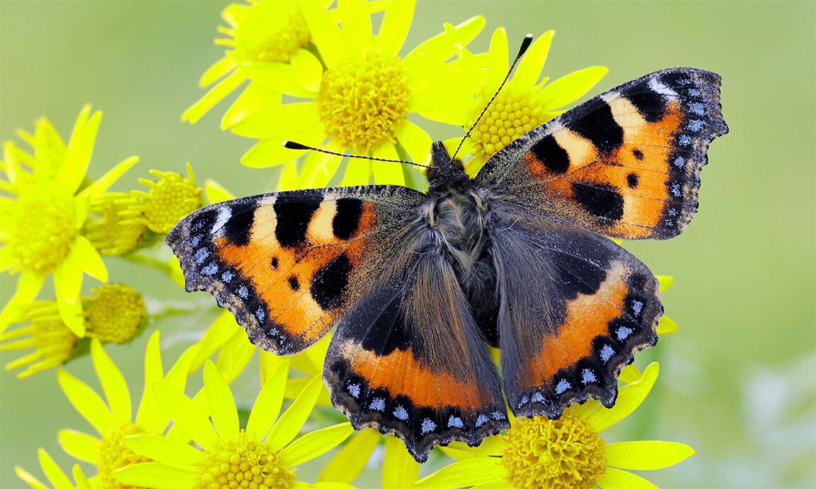 Les papillons, une espèce en voie de disparition ?
