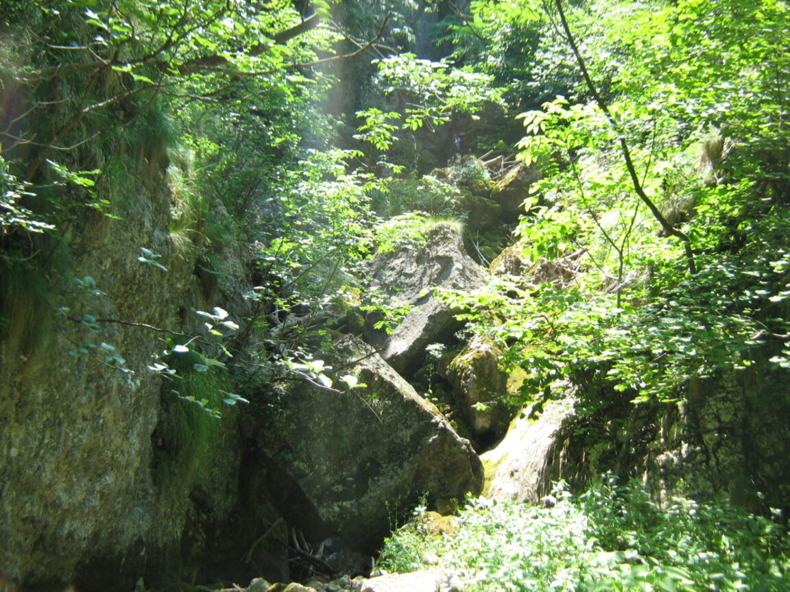 Седмица на гората