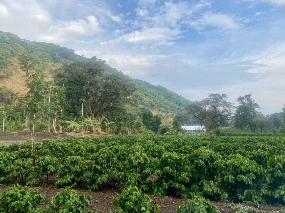 Мира Баджева: В Малави мухата цеце не е изчезнала