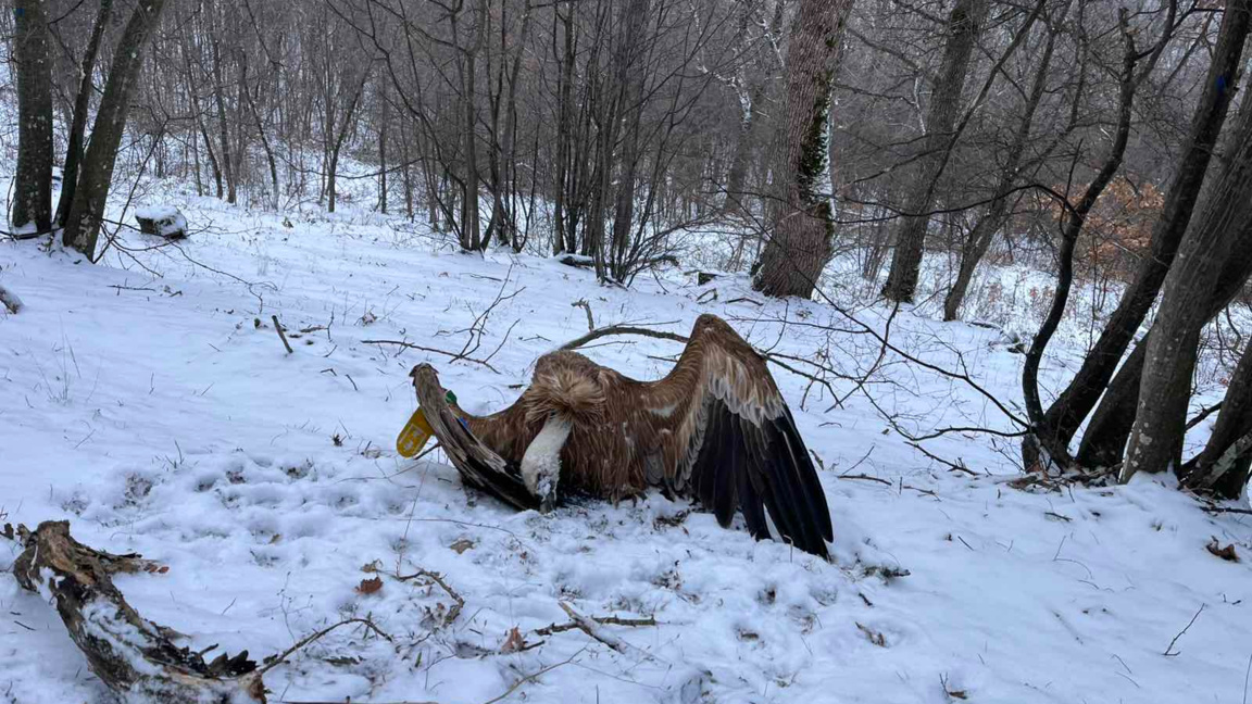 Пет са отровените лешояди в Котленско, издирват извършителя