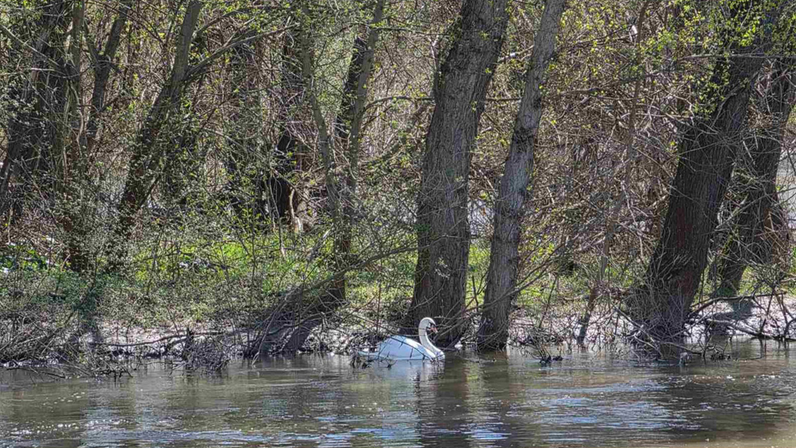 Възстановените преди 10 години крайречни гори се развиват добре