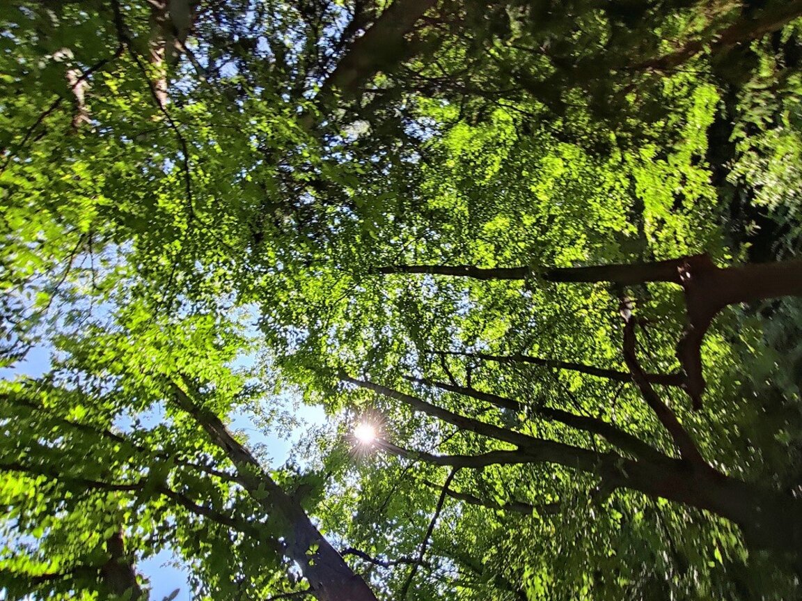 В Кипър започват мащабна програма по залесяване