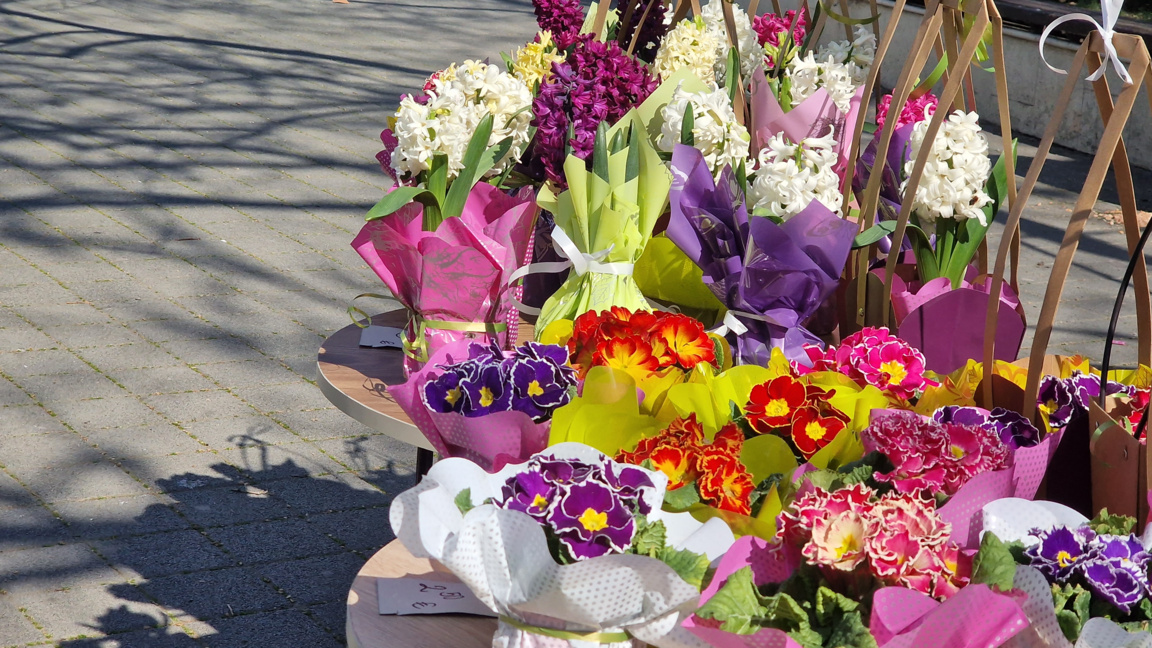 В Пазарджик масово подаряват лалета, рози и теменужки